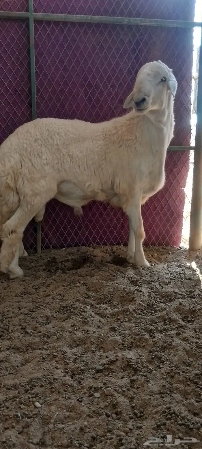 مشروع فحل فاخر 2