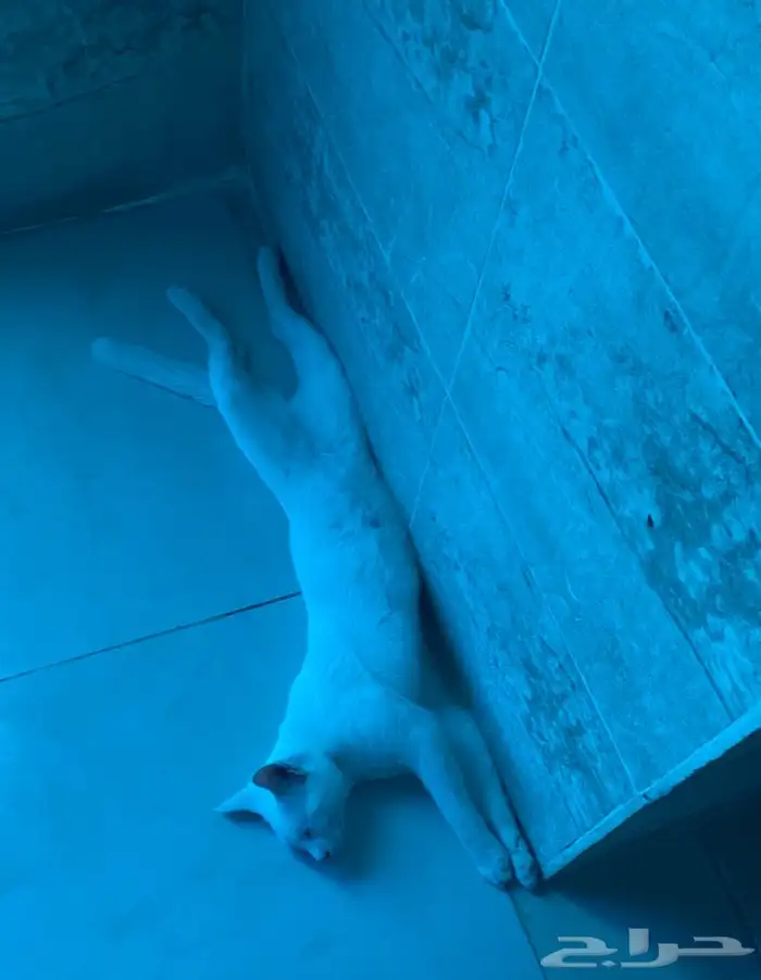 قطط للتبني 15