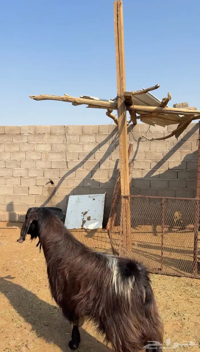 فحل قبرصي صنف 3