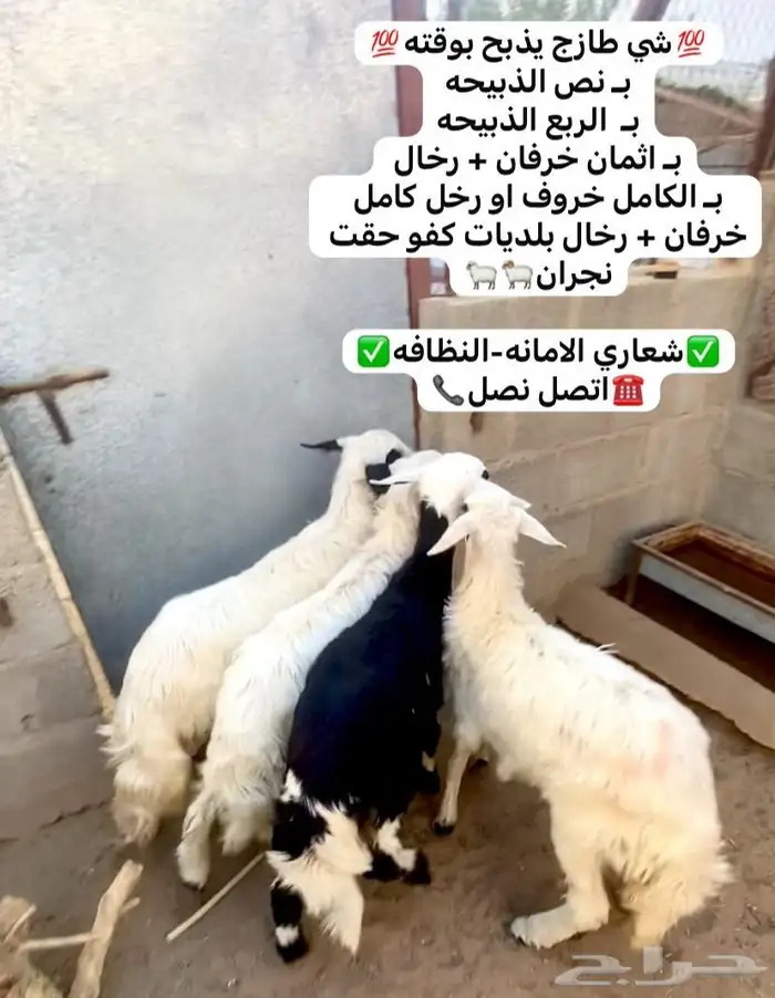 خروف اسود و3 رخال 0