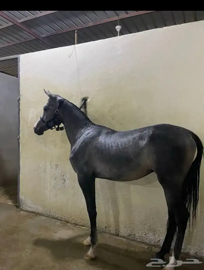 مهر شيخ واهو 1