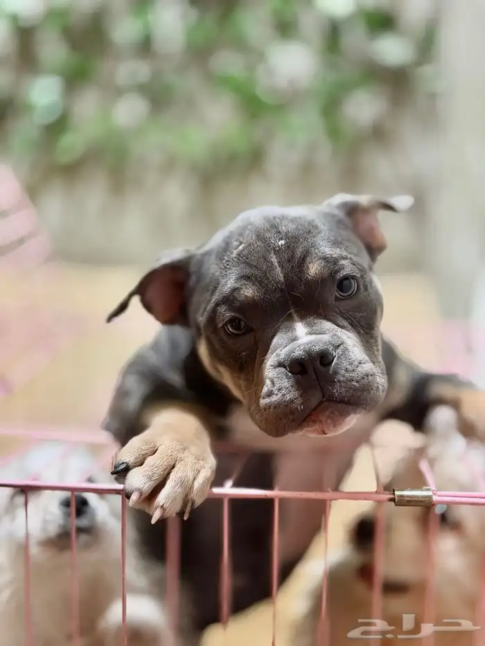 انثى امريكن بولي بوكت 1