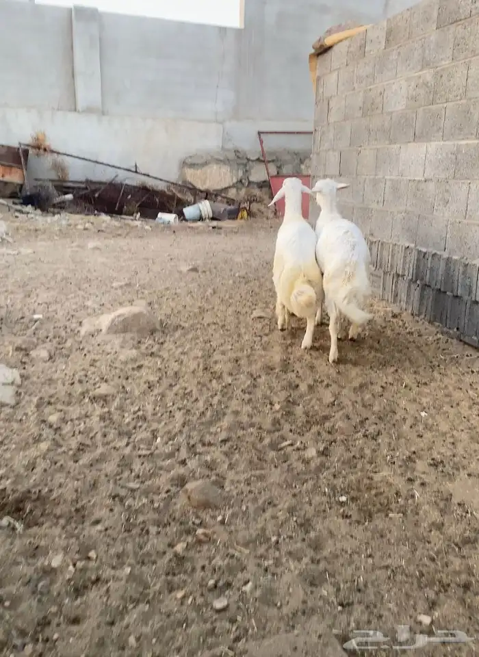 خرفان كفو للبيع 1