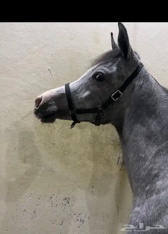 مهر شيخ واهو 2