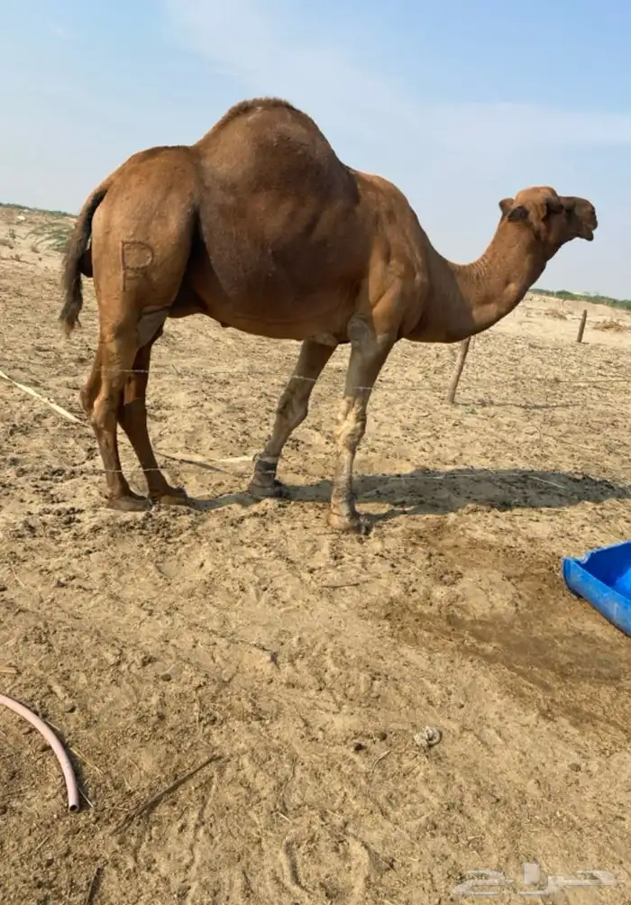 بكره وقعود للبيع 5