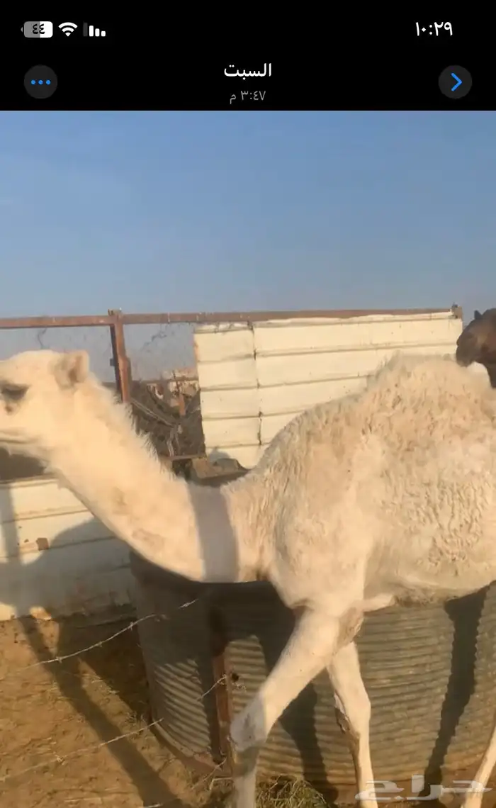 قعدان للبيع 2