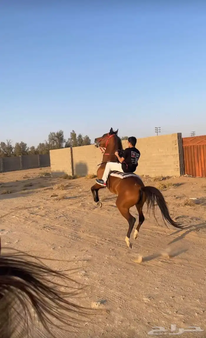 حصان واهو ل اهل الطرب 0