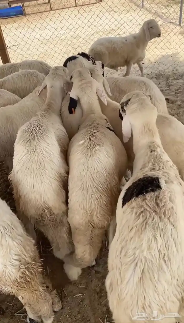 سواكن مرابي خمس شهور على وذره صفرا فاخر 5