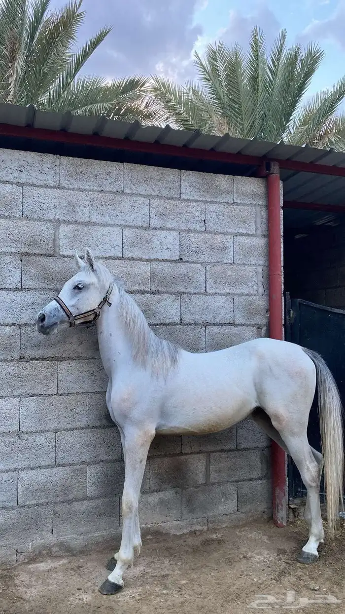 مهره ومهر للبيع 0