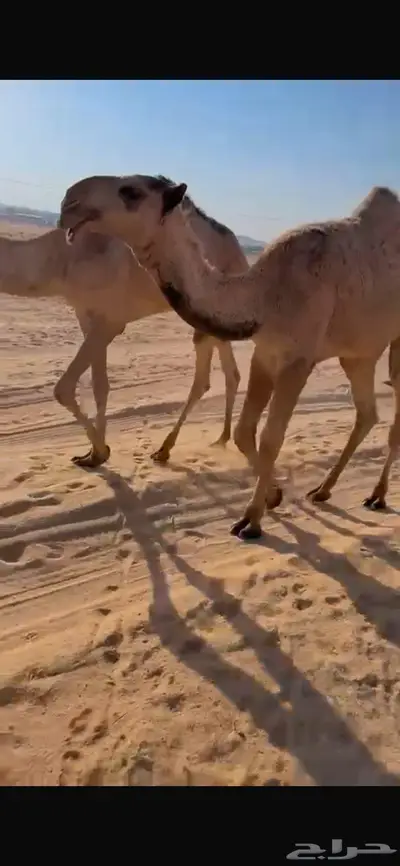 قعود كفو index