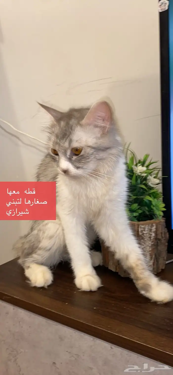 قطط لتبني مع صغارها شيرازي 1