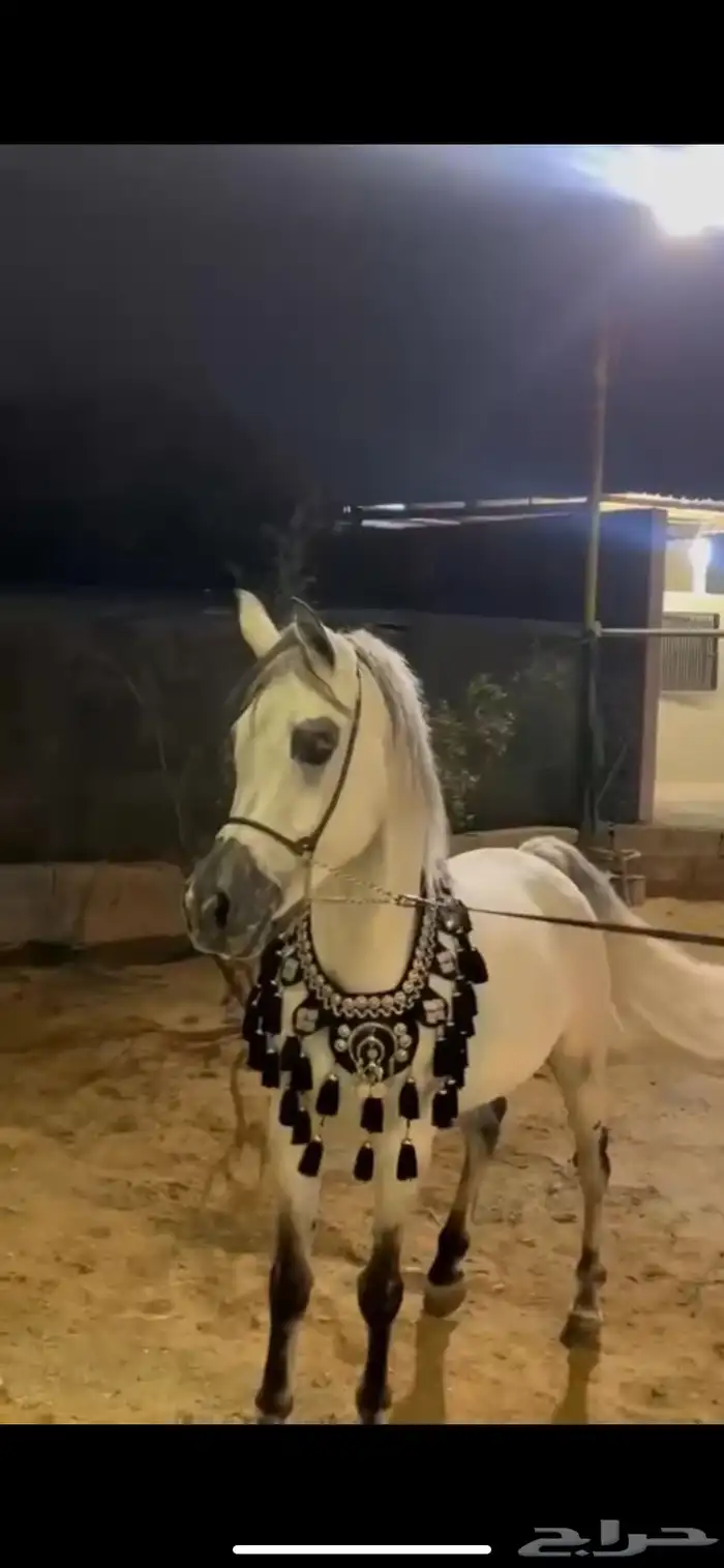 خيل شعبي 0