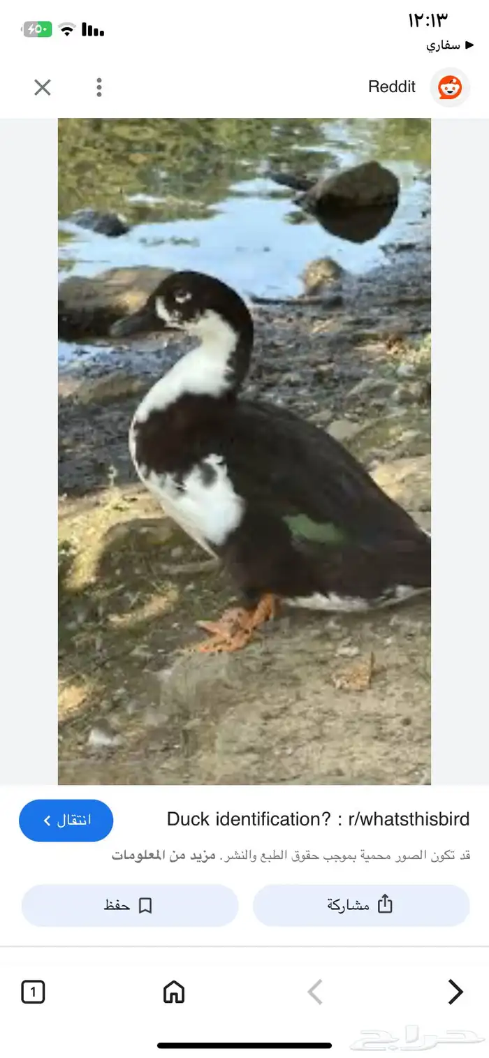 مطلوب ذكر بط نفس اللون 0