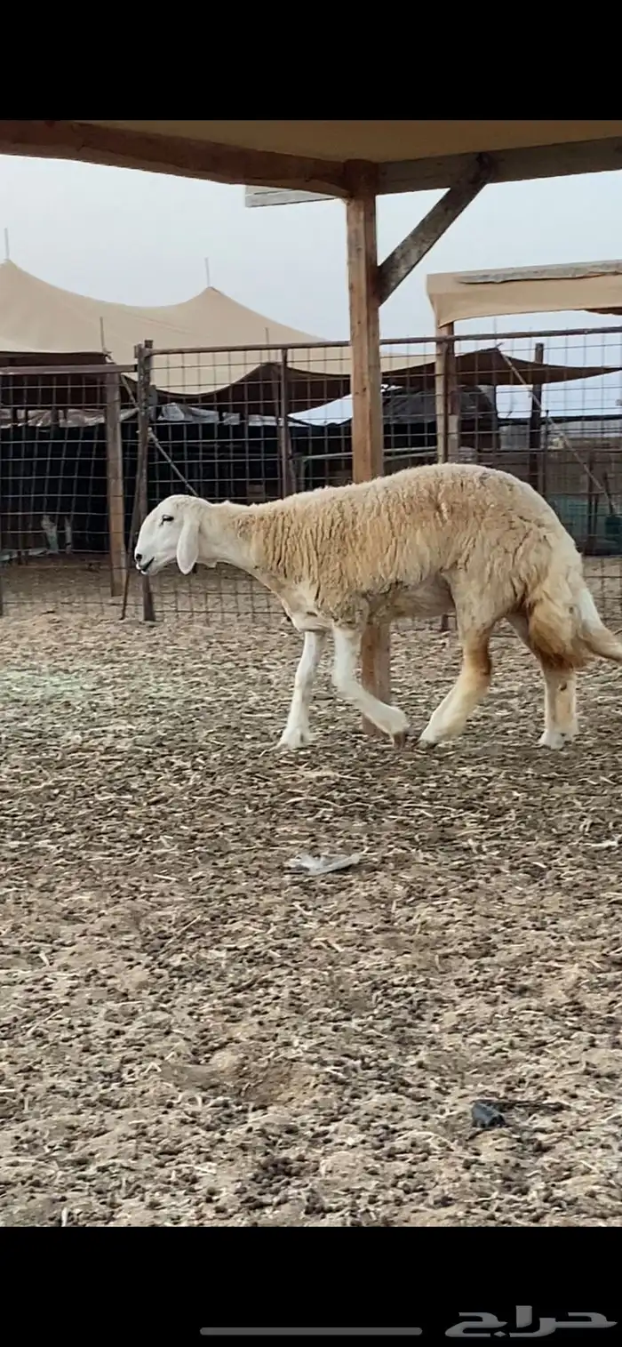 فحل حري صنف منتج (ولد خطر) 5