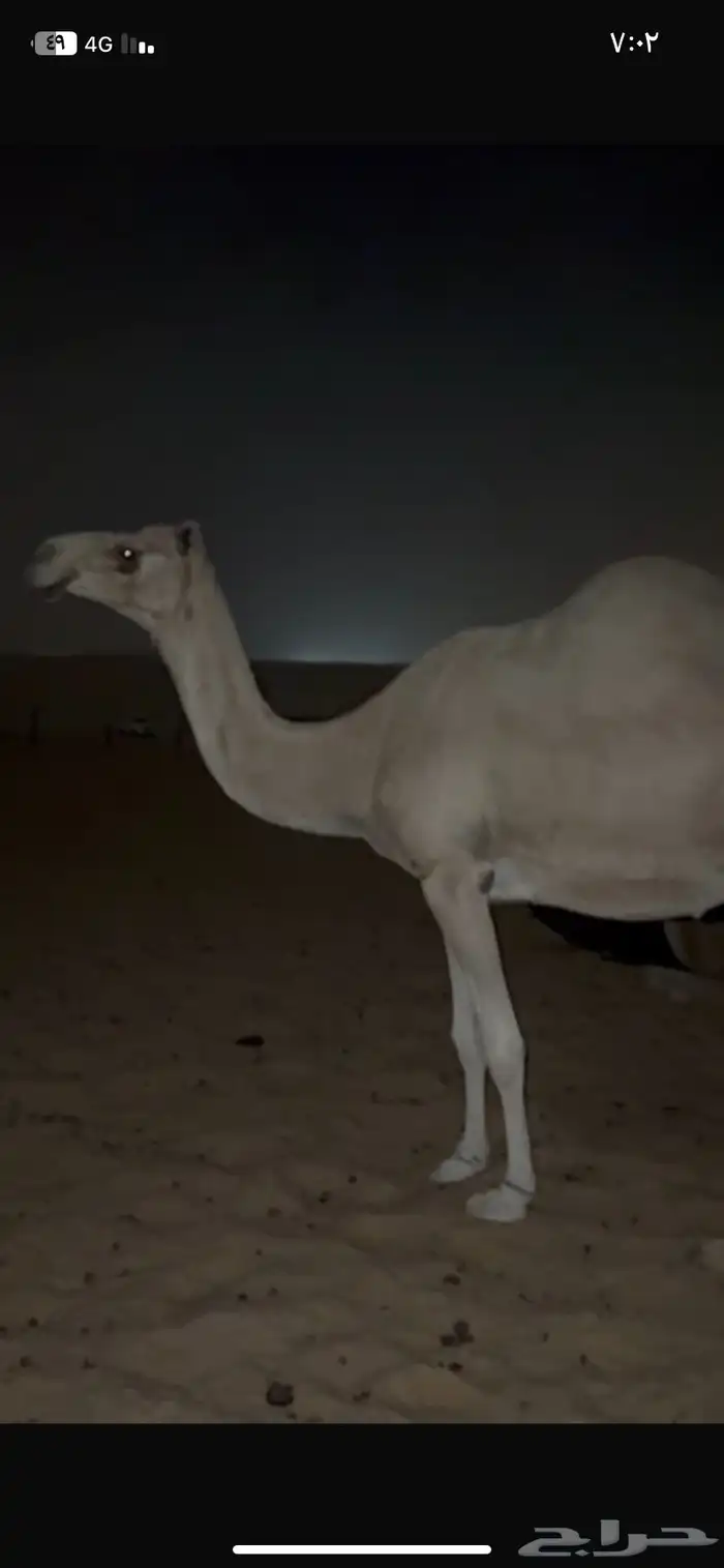 للبيع شقحاء صعود 2