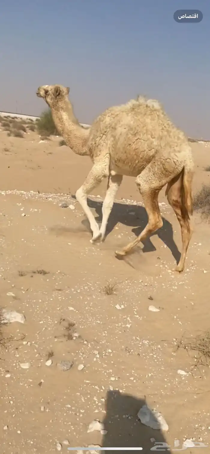 الخلفه وضحا 2