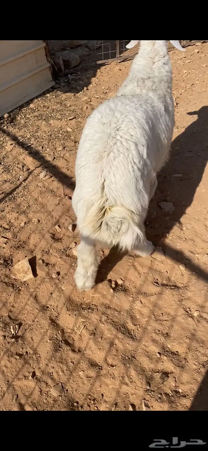 طلي حري فاخر 1