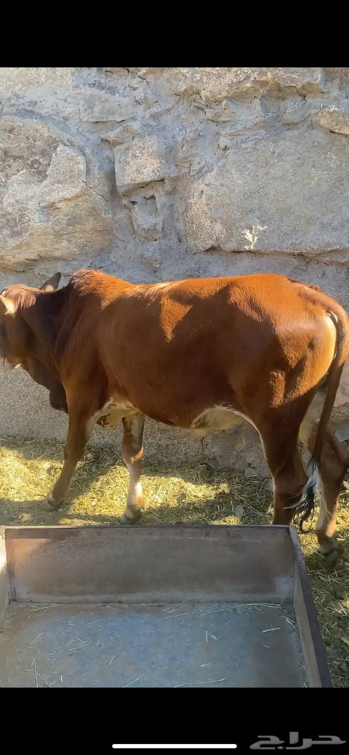 حسيل بلدي اكله نظيف 0