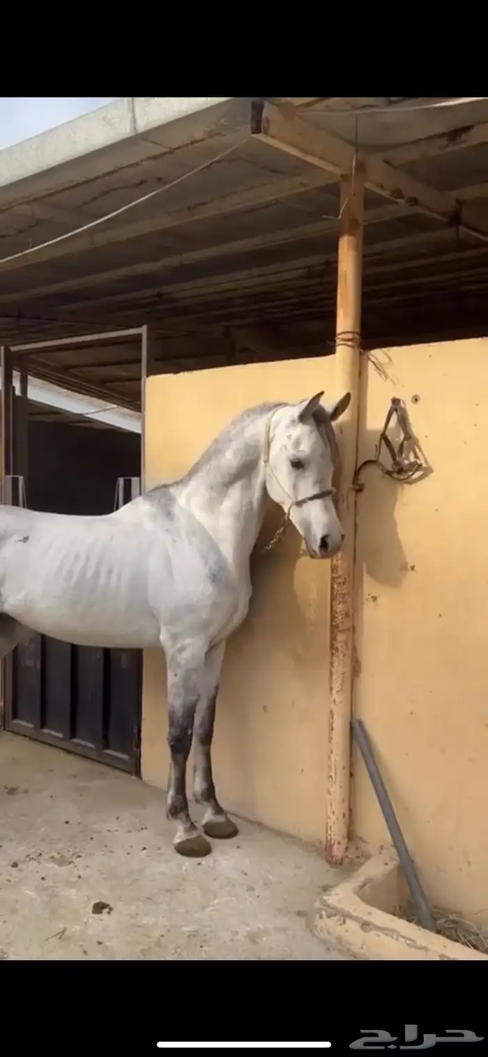 خيل شعبي 1