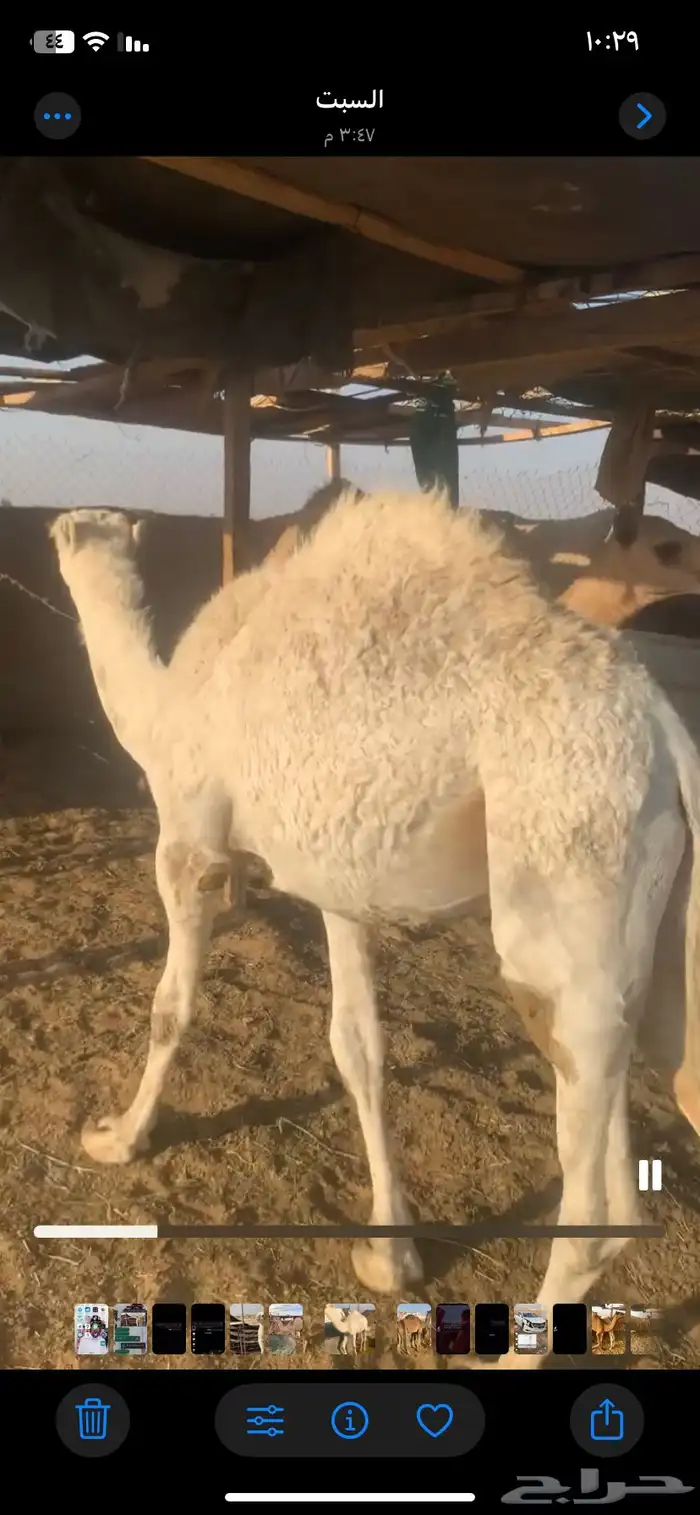 قعدان للبيع 3