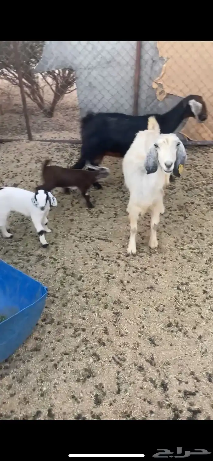 عنزين متابيع 0