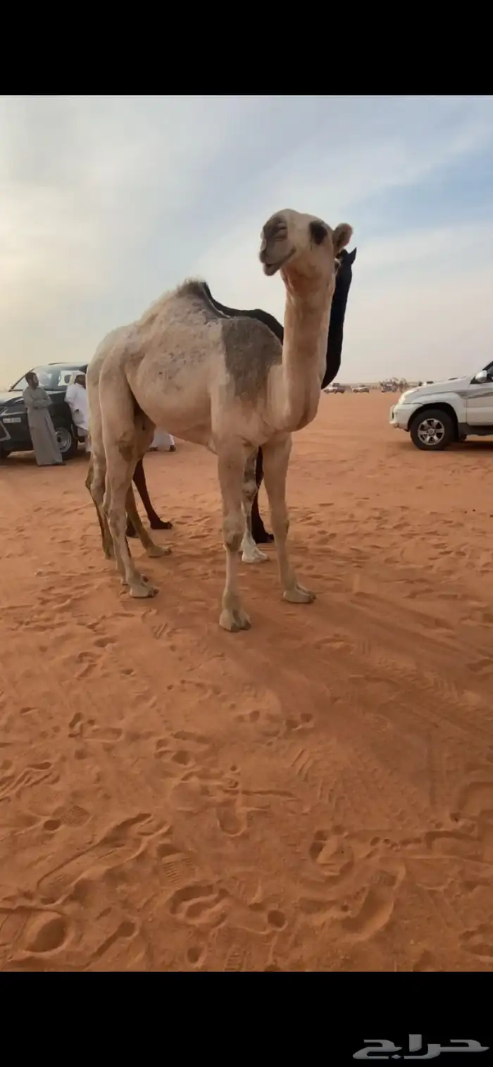 قعودمفرود اشقح 1