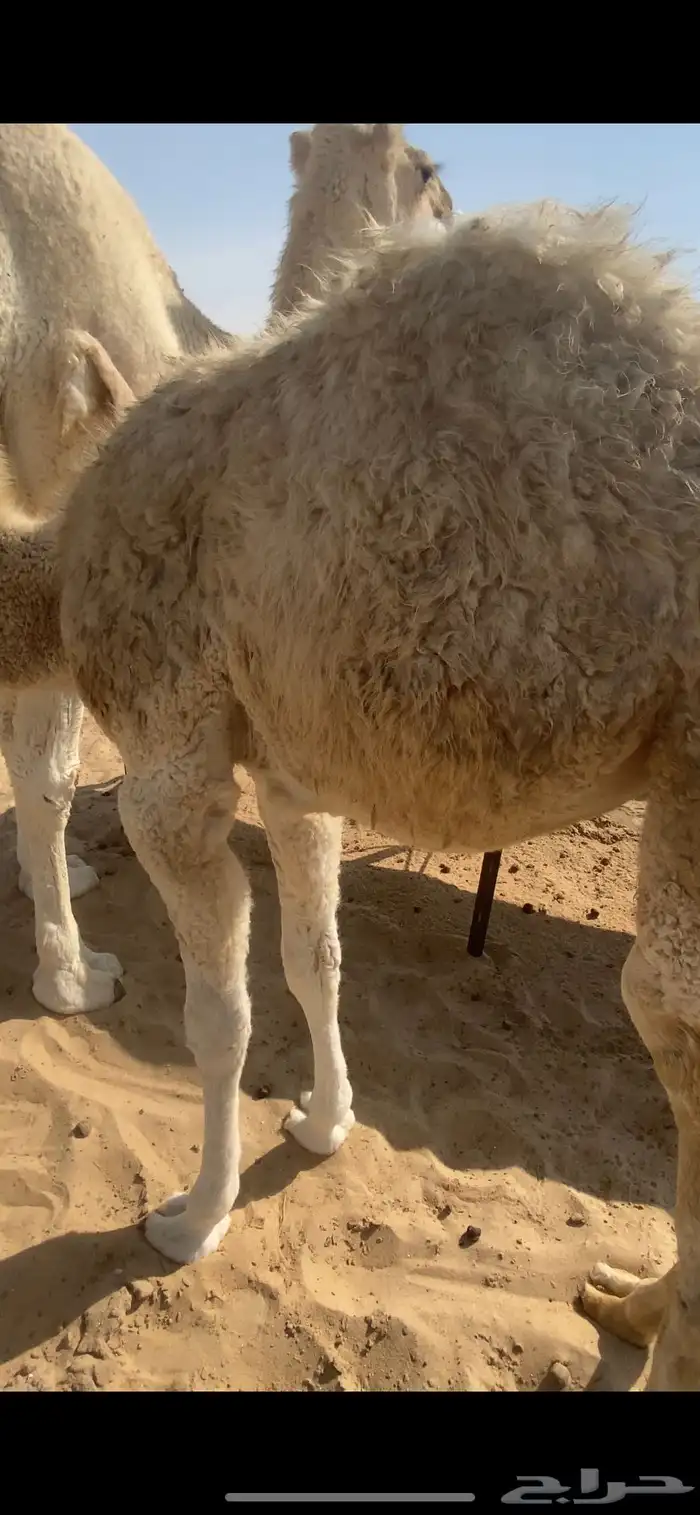 الخلفه وضحا 1