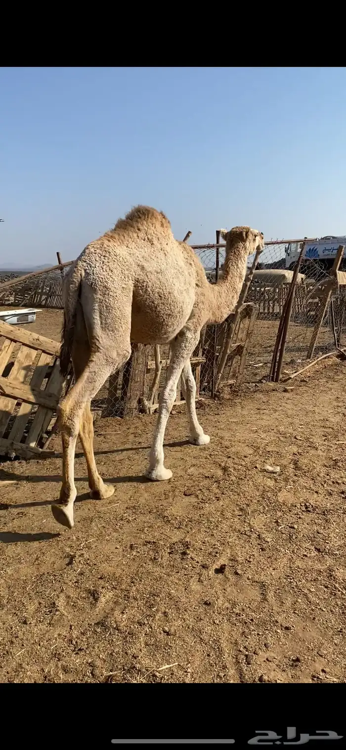 بكره للبيع 3