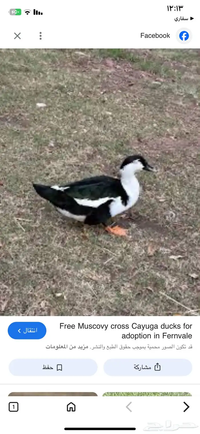 مطلوب ذكر بط نفس اللون 1