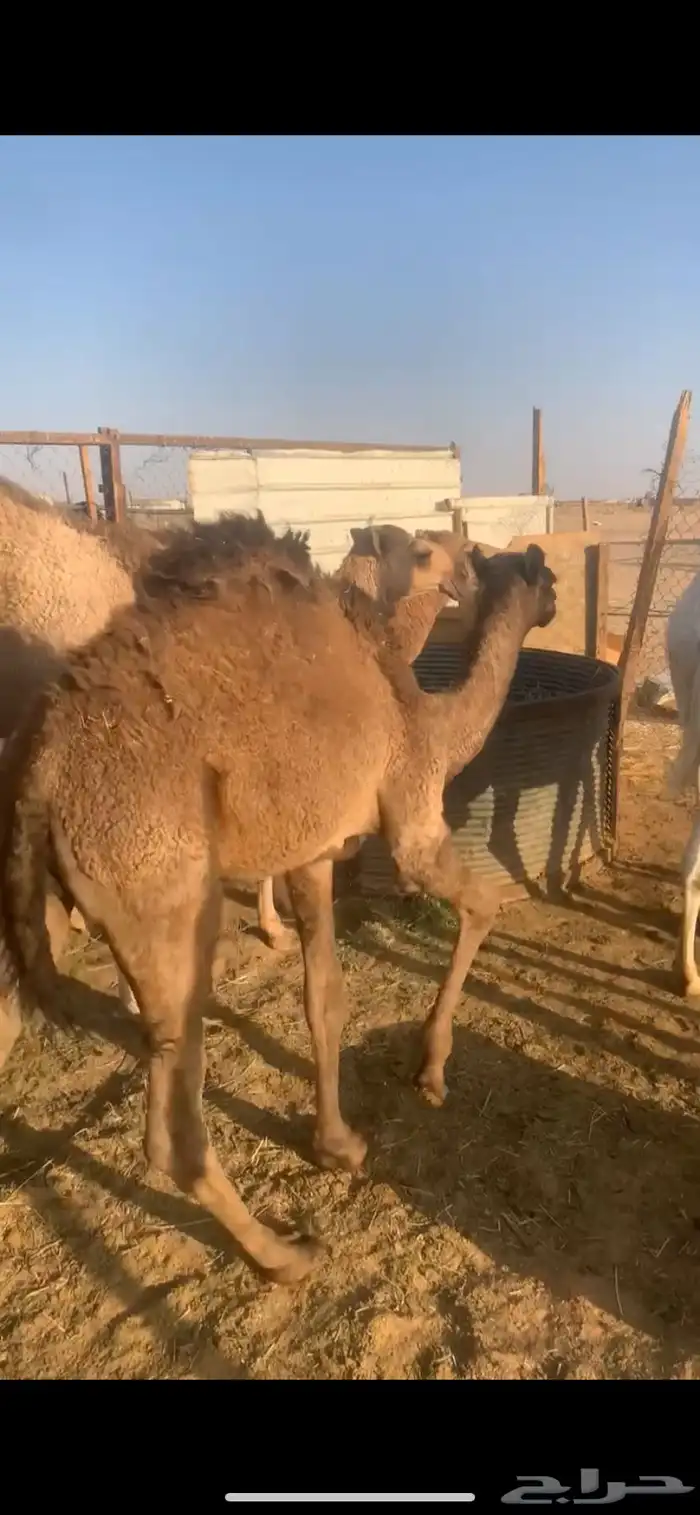 قعدان للبيع 1