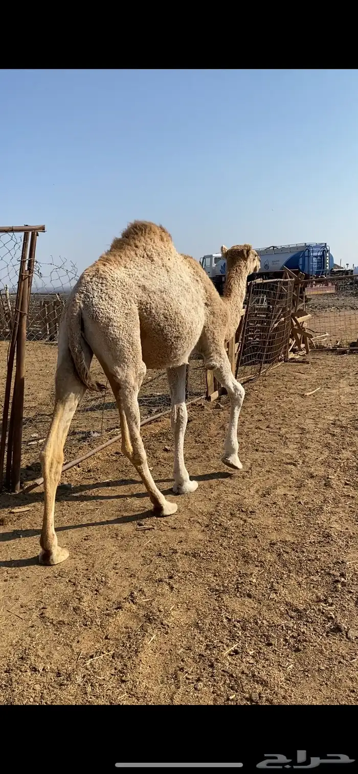 بكره للبيع 2