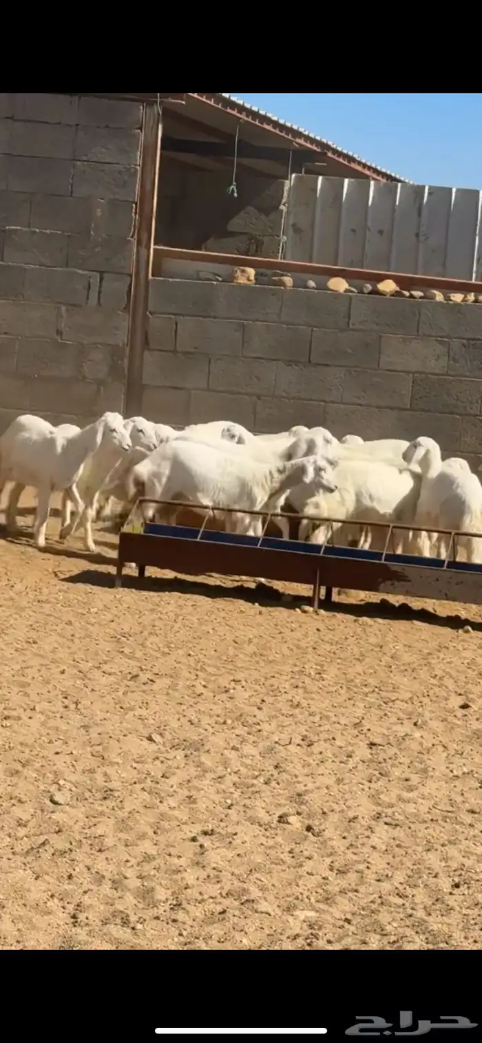 بهم خرفان ورخال 1