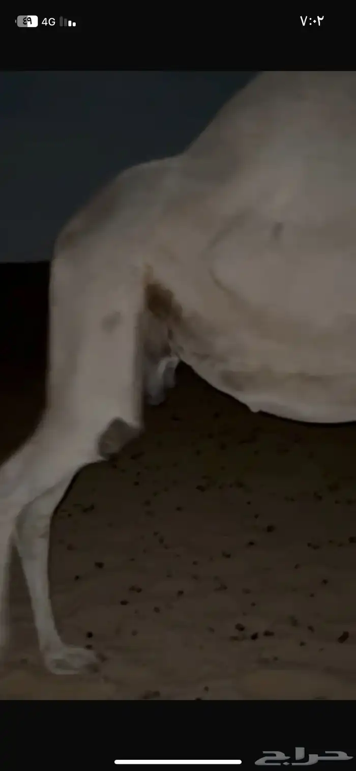 للبيع شقحاء صعود 1