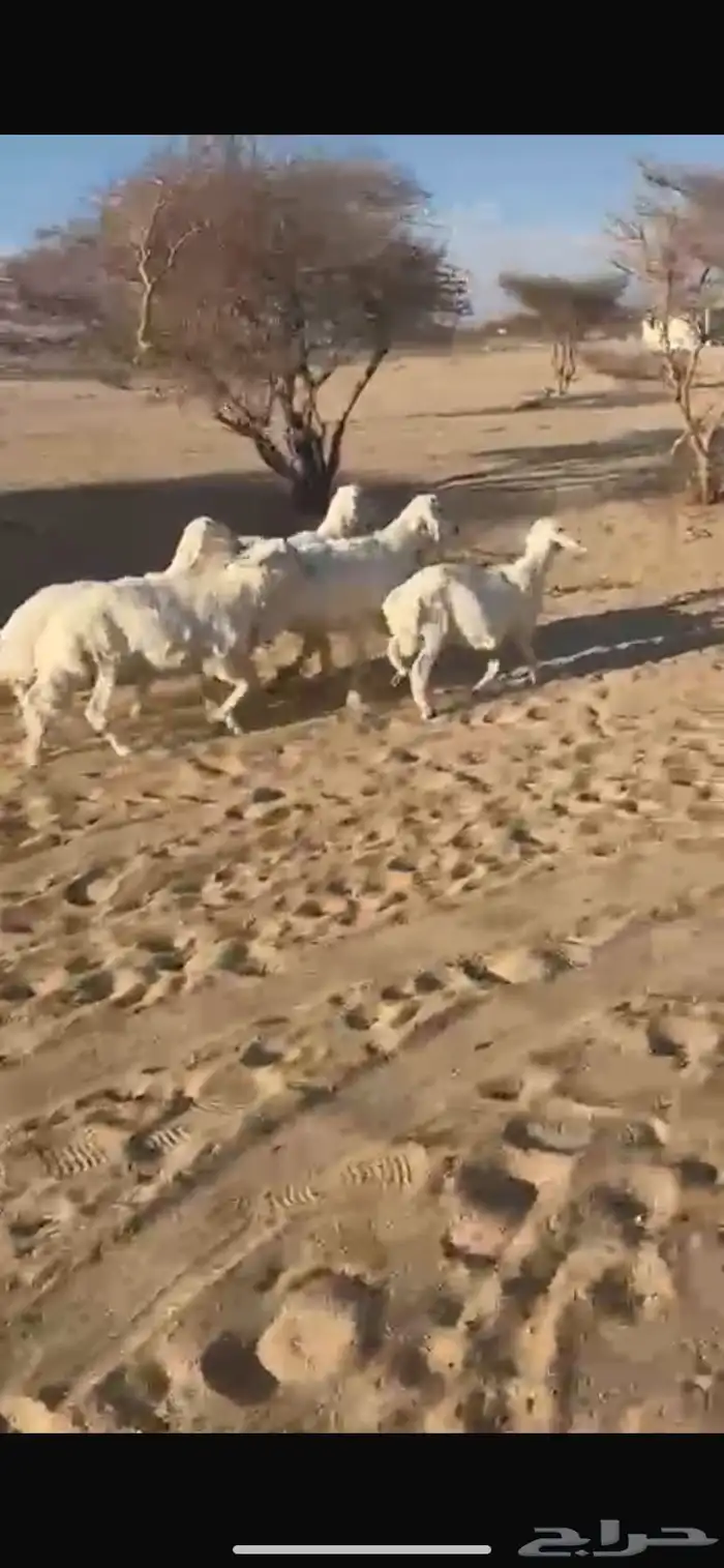 4 خرفان جبرات 0