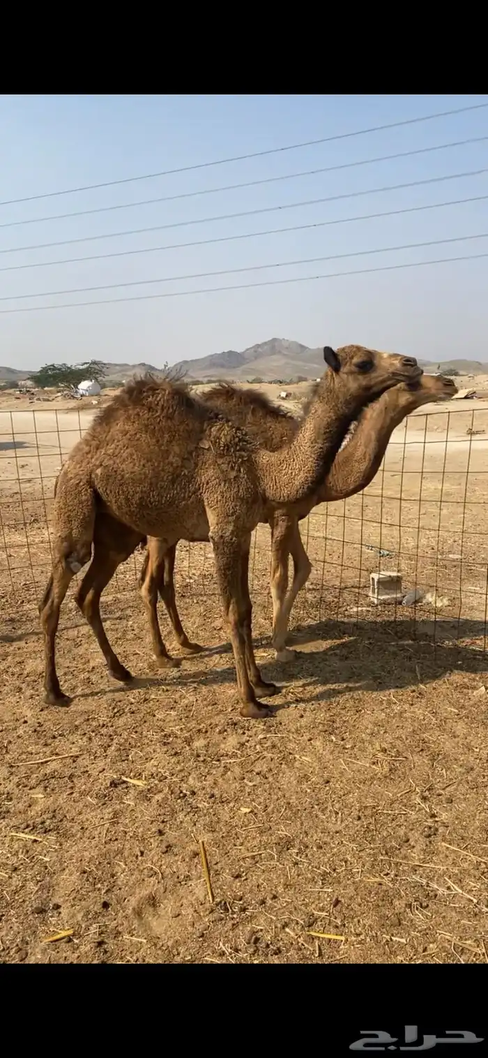 بكره صفراء فل 1