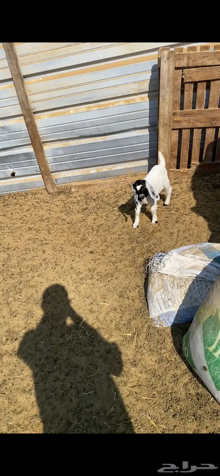 عنز رغوث صاف مع بنتها 2