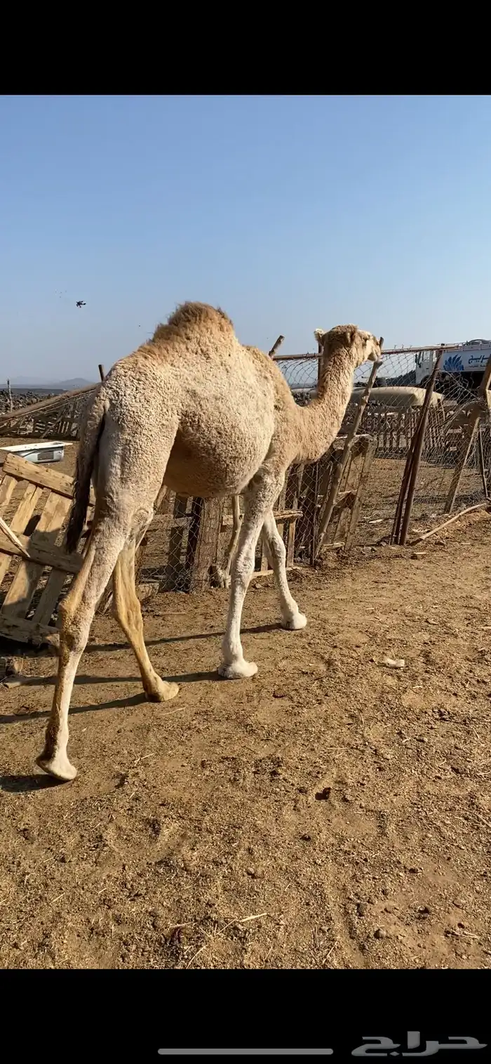 بكره للبيع 1