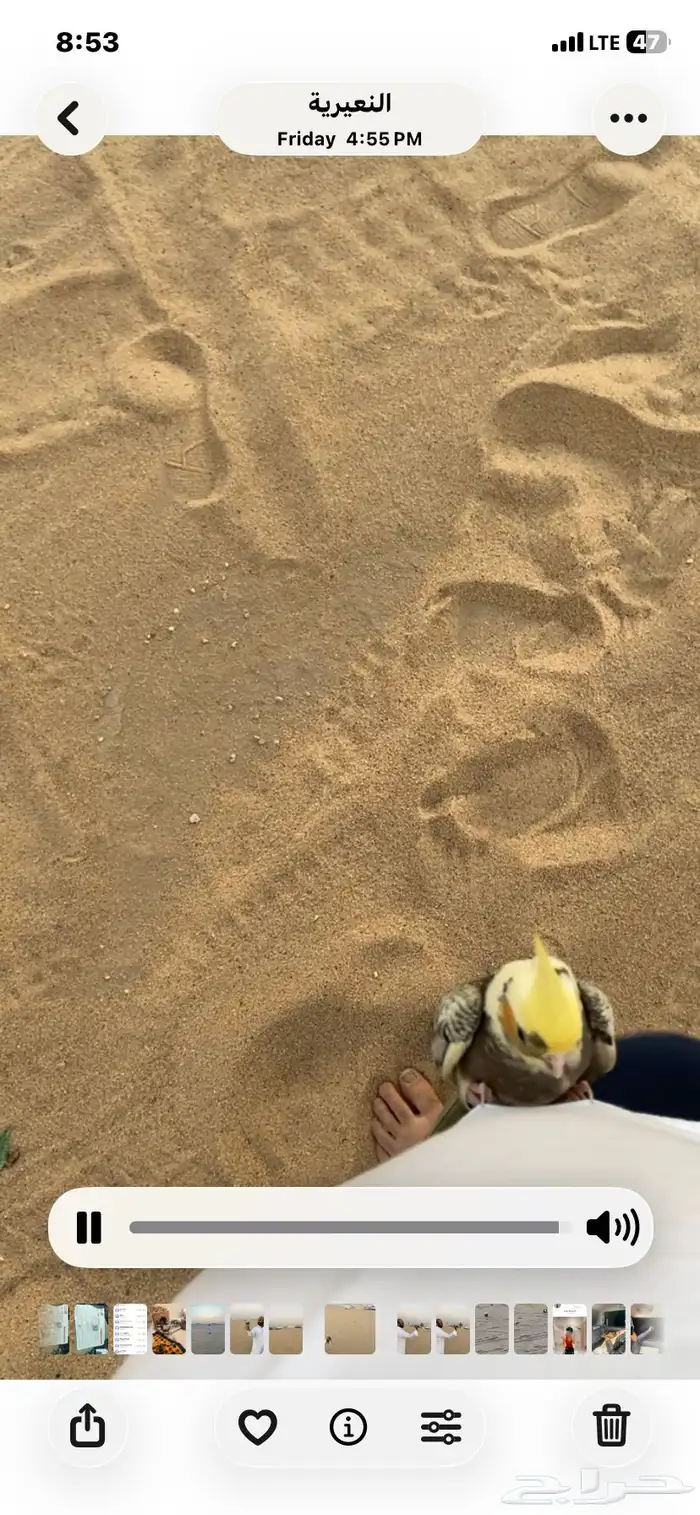 كروان مفقود بحي المزروعيه 0