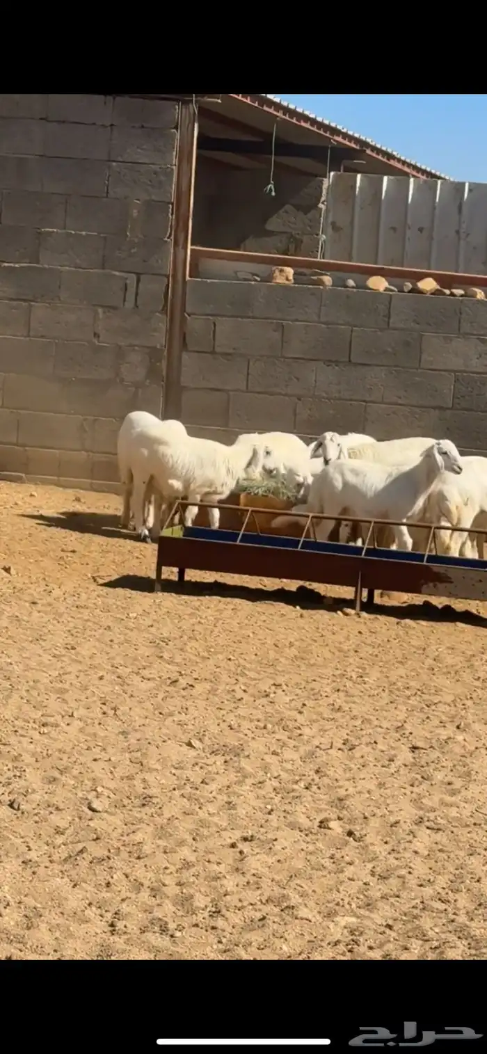 بهم خرفان ورخال 2