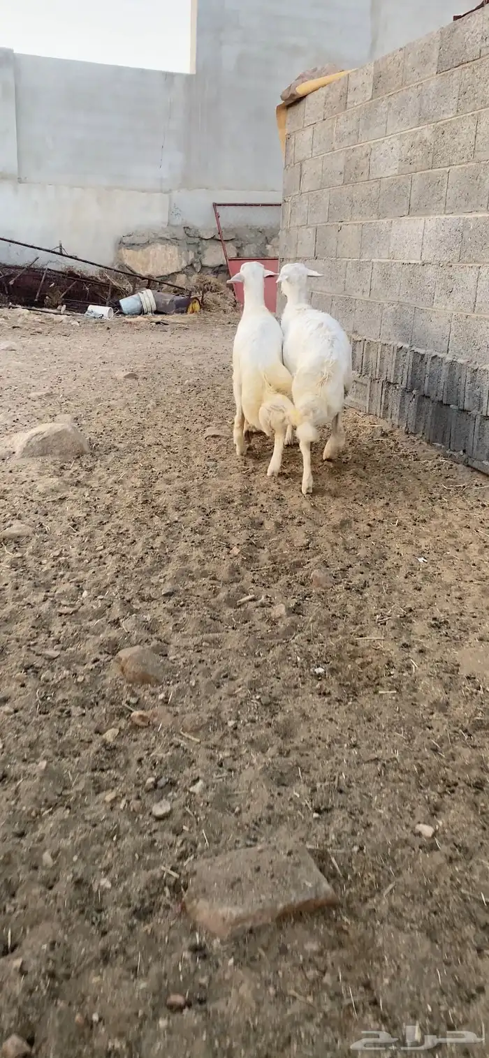 خرفان كفو للبيع 0