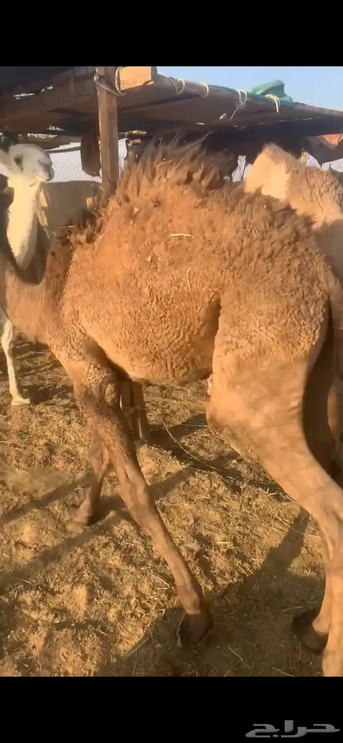 قعدان للبيع 4