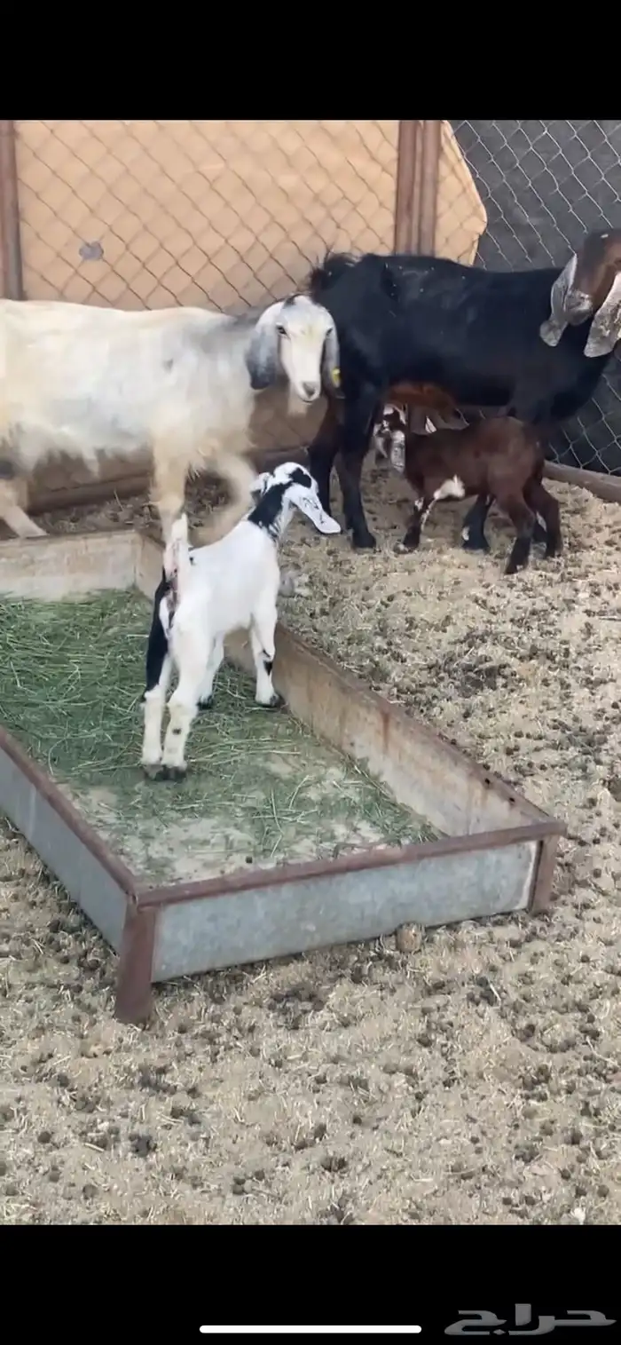 عنزين متابيع 1