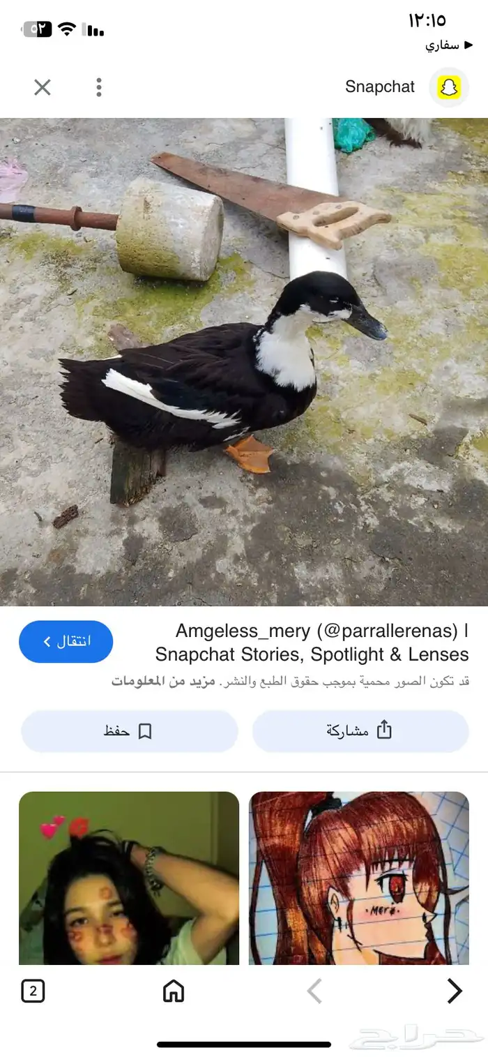 مطلوب ذكر بط نفس اللون 2