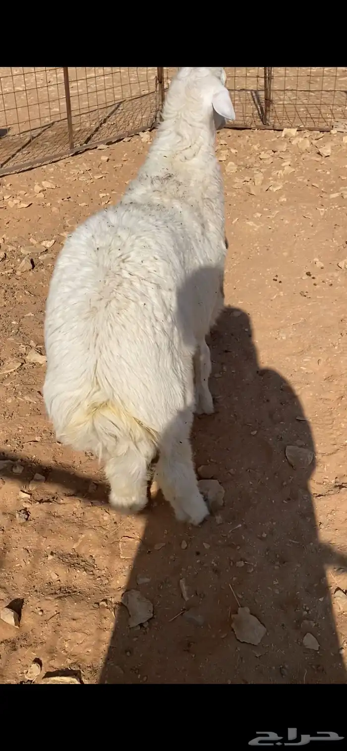 طلي حري فاخر 0