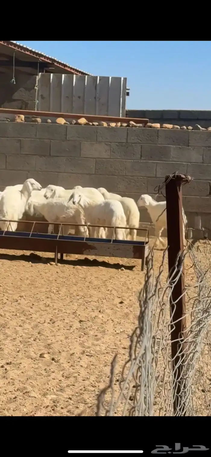 بهم خرفان ورخال 0