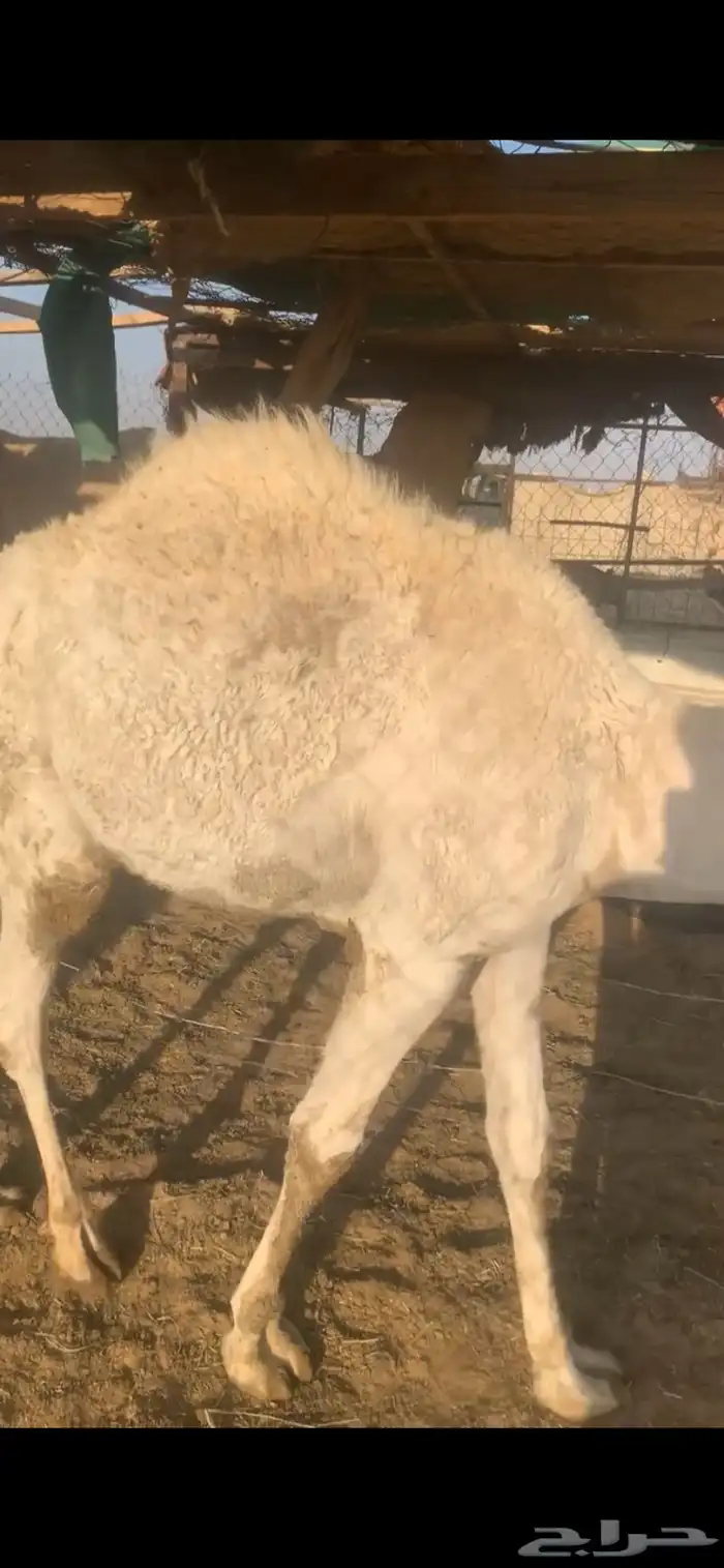 قعدان للبيع 0