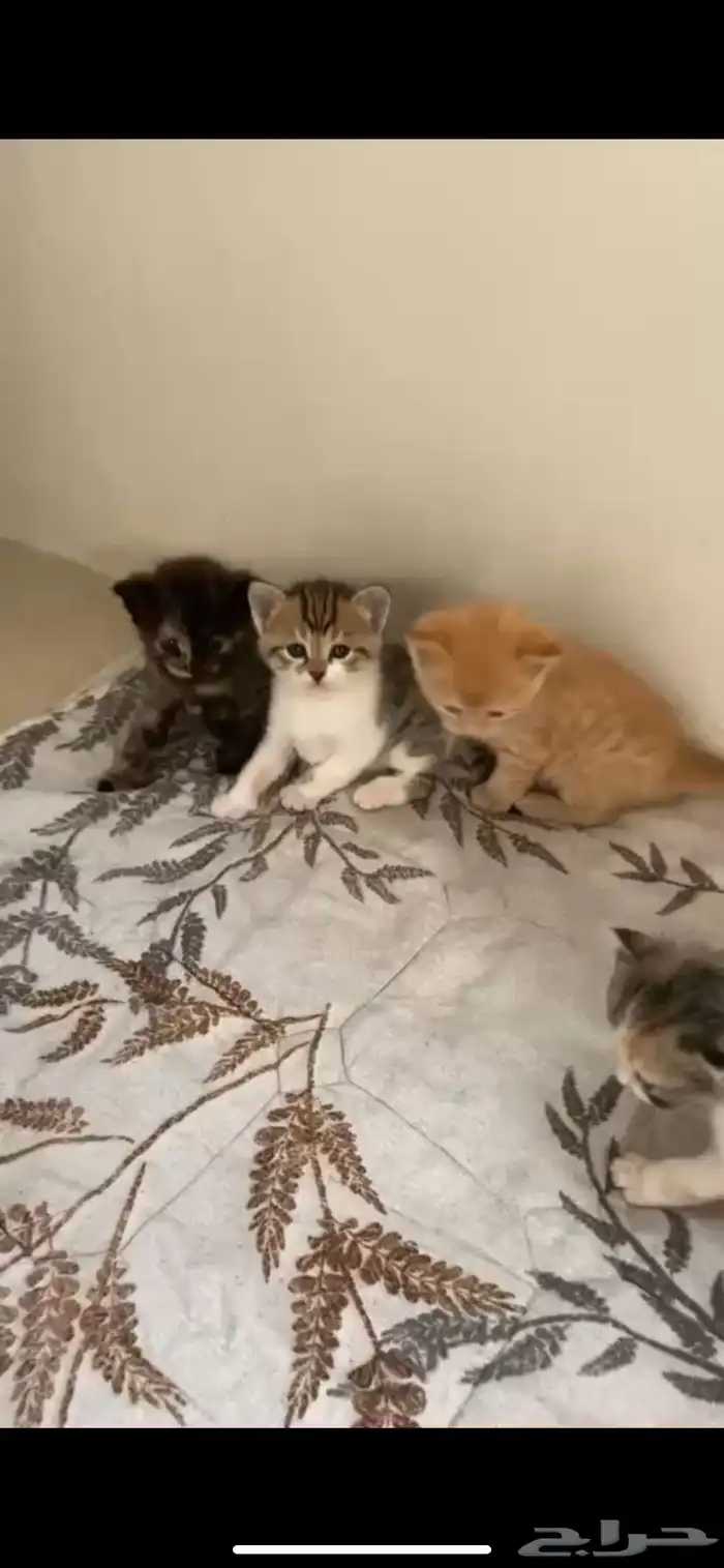 للبيع خمس قطط ام وعيالها 3