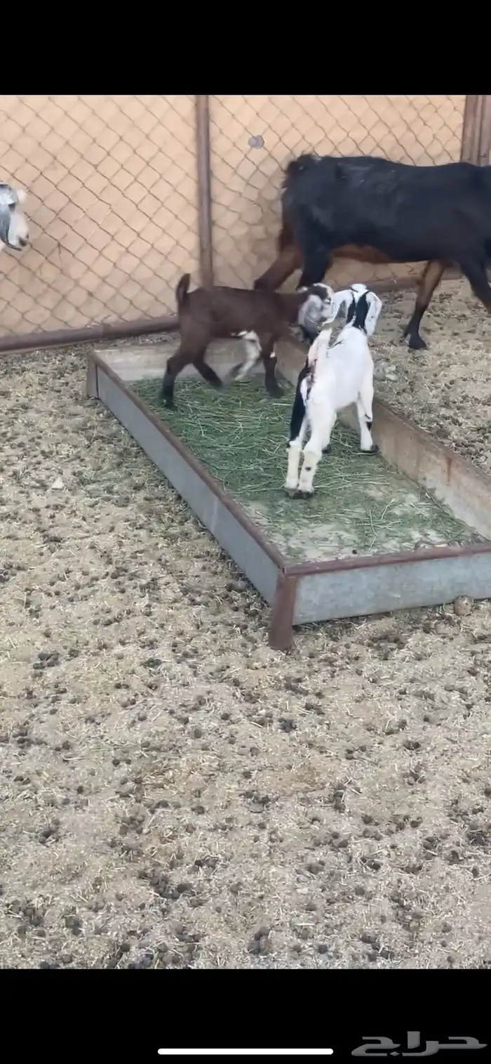 عنزين متابيع 2