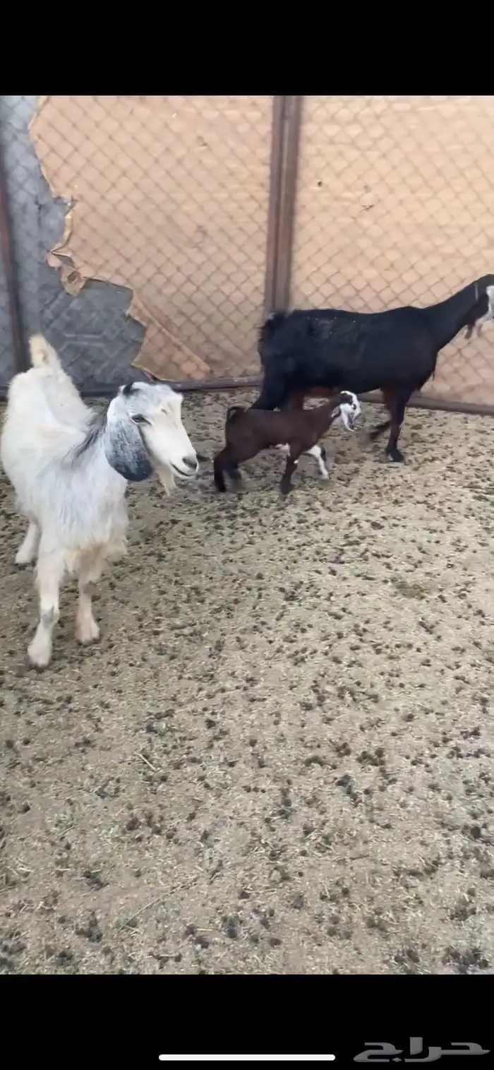 عنزين متابيع 3