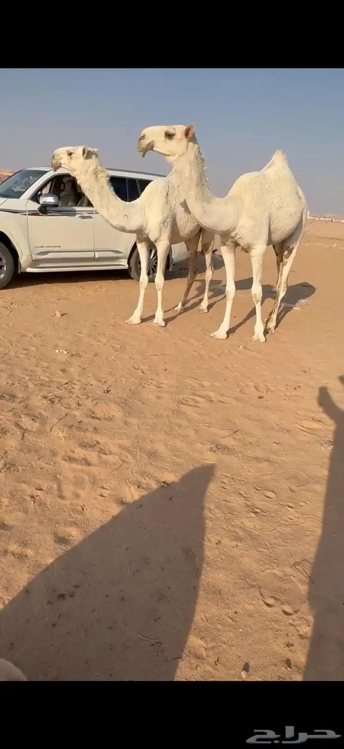 بكار وضح كفو 0